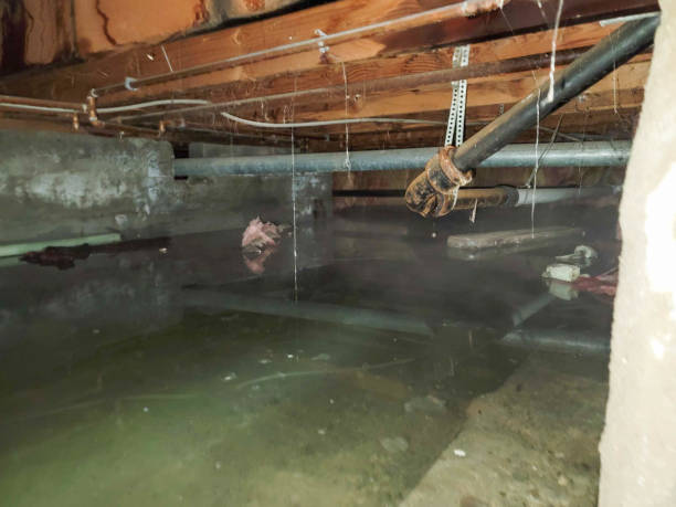 Best Ceiling water damage repair  in Fortuna Foothills, AZ